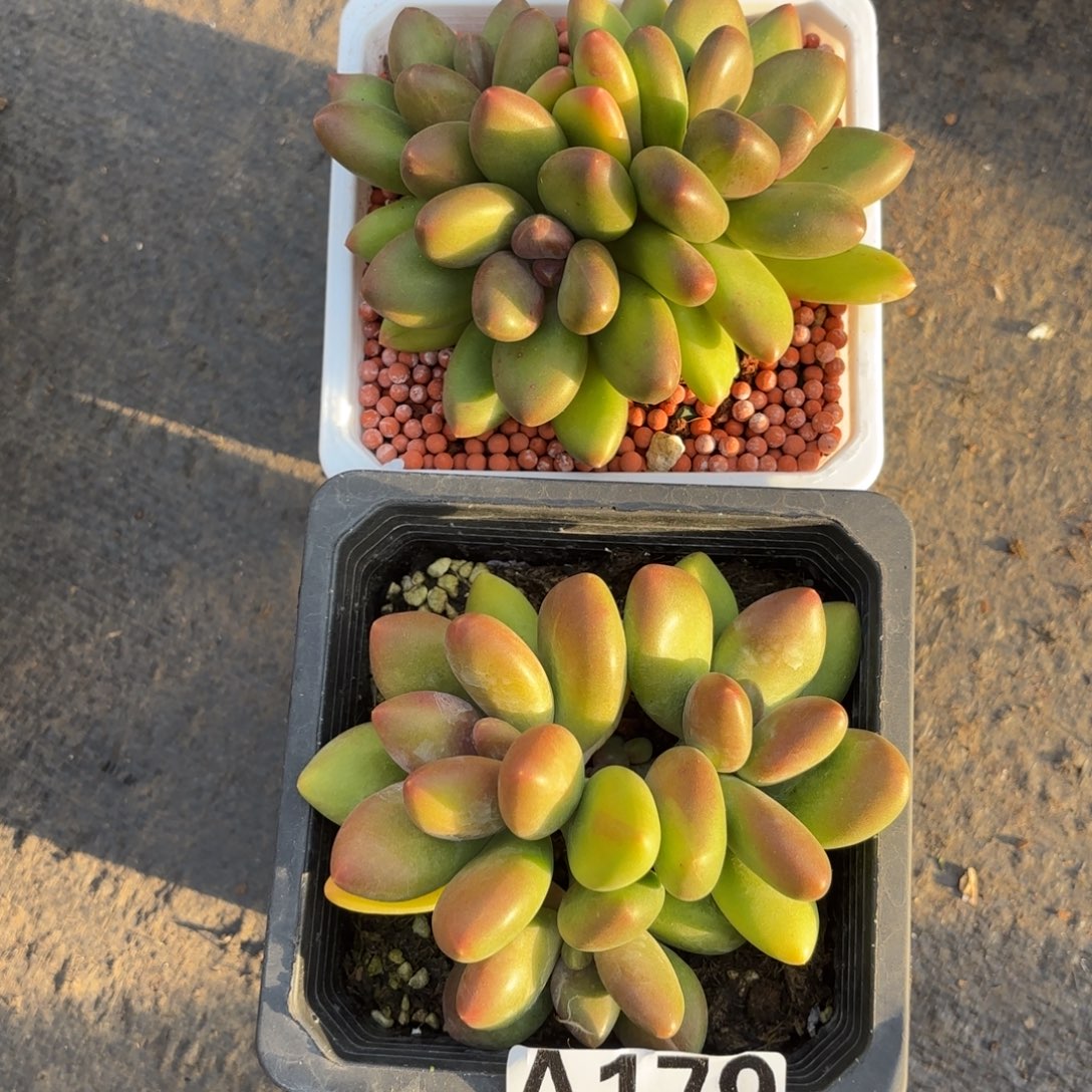 多肉植物芒果奶2颗敏姐