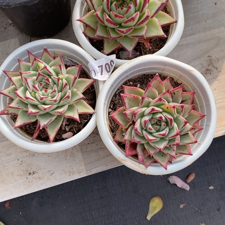 宛***花709乌木多肉植物3颗多肉