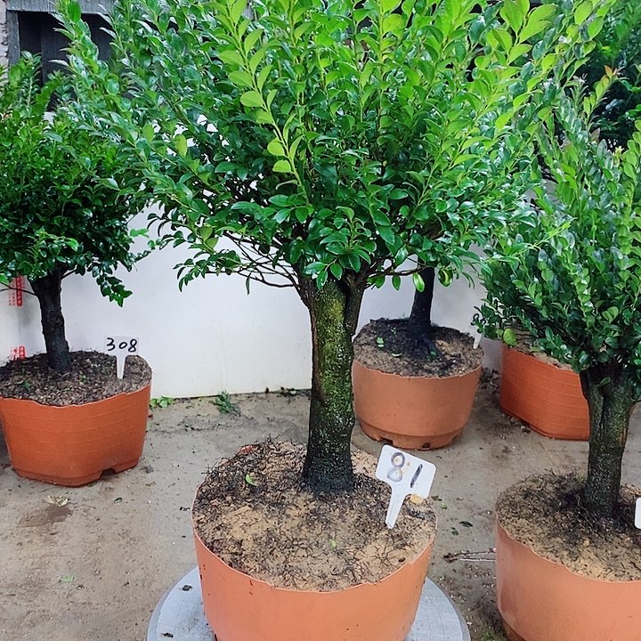 当前无花栽培后可以开花