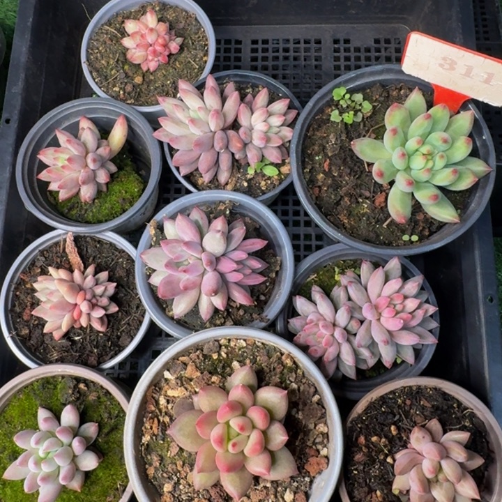 311多肉植物一物一拍