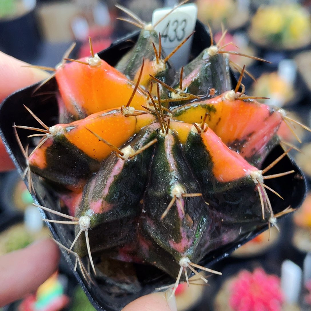 非偏远地区满25包邮仙人球