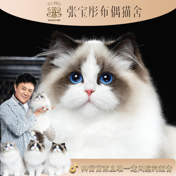 张宝彤布偶猫舍哈小甜妹妹 | 新脸版布偶猫创始猫舍 