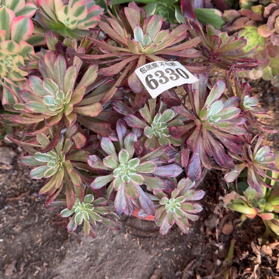 法师紫霞仙子6330 19-10