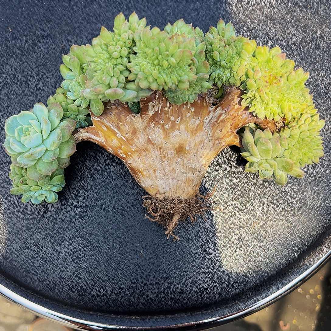 冰魄缀111111111111