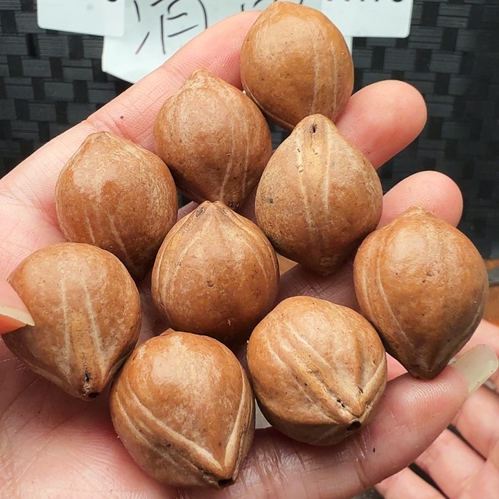 手串/手链橄榄核橄榄