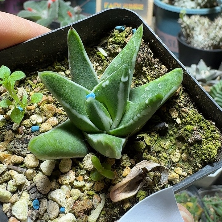 871白折瑞鹤脱土发货