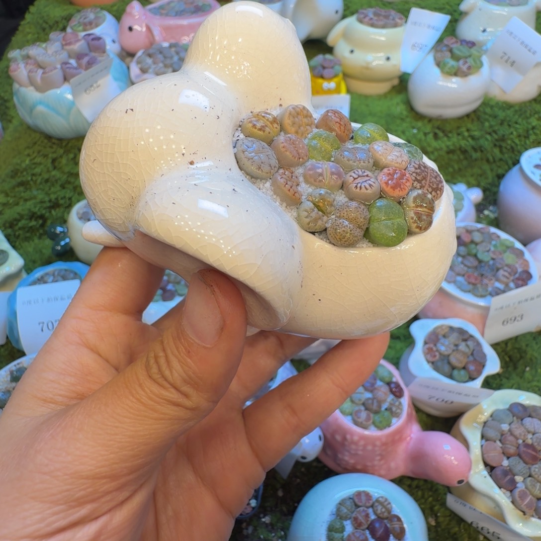 多肉植物福利冲715