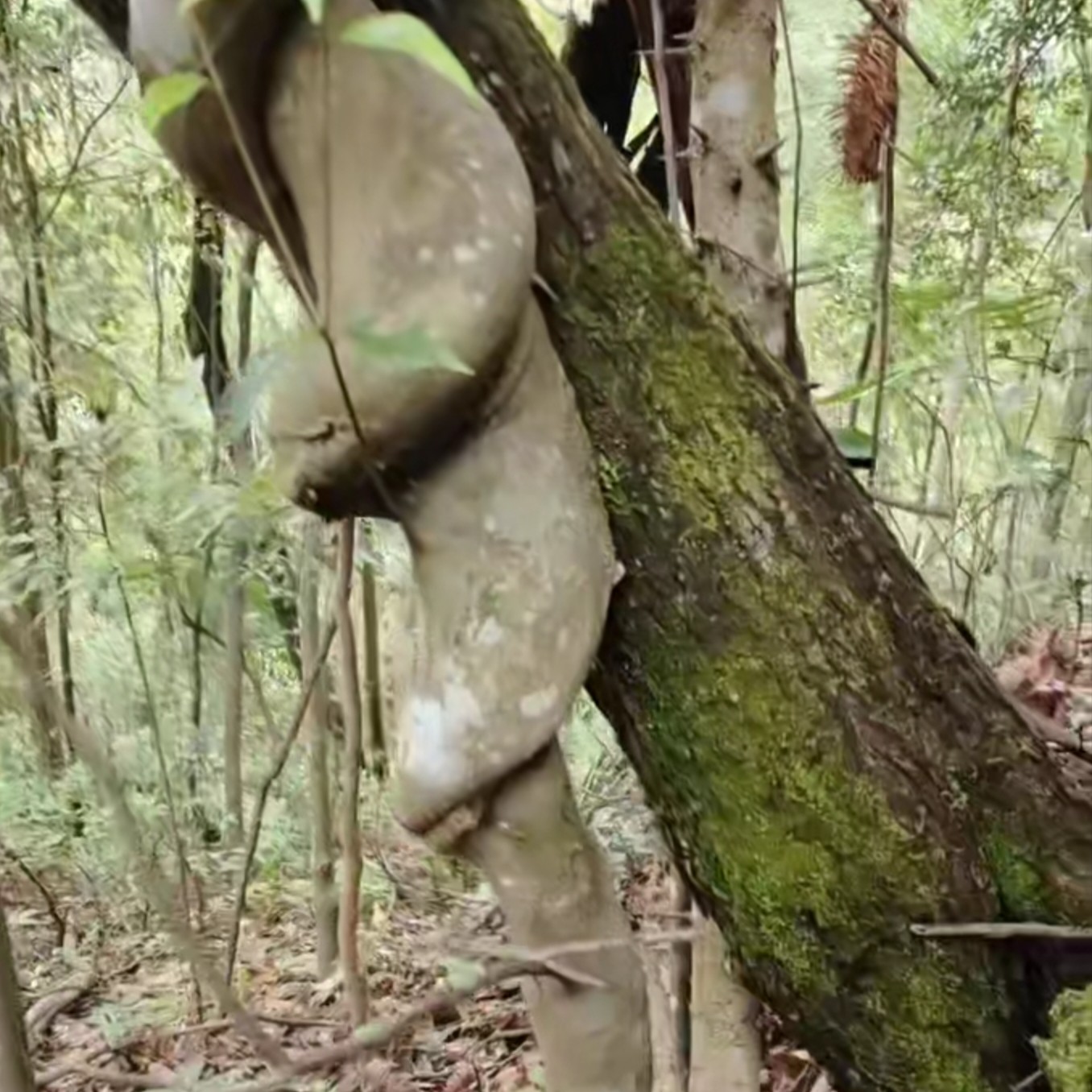湘西木棍，油茶木登山杖