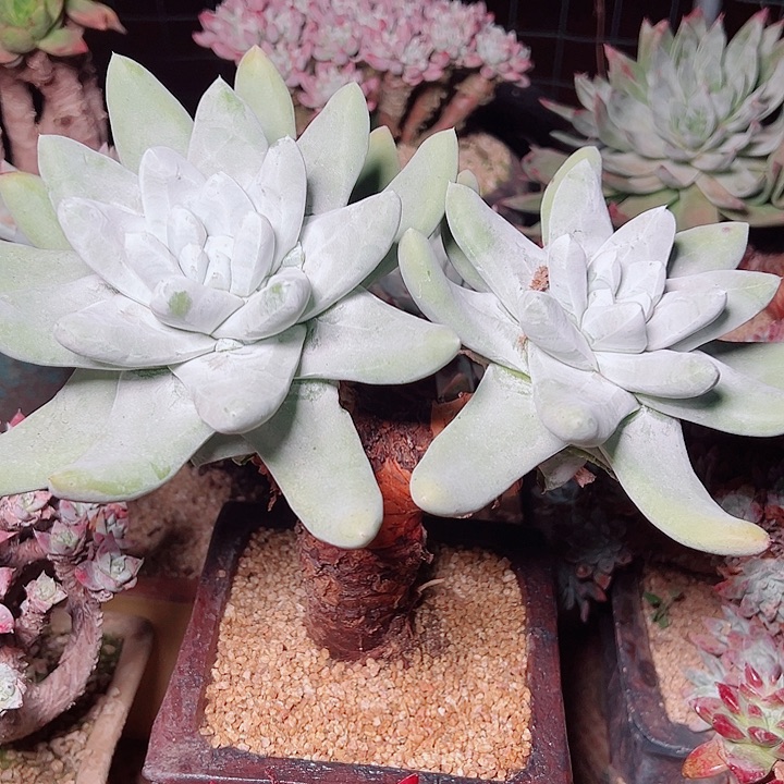 杨****9020拇指仙女杯多肉