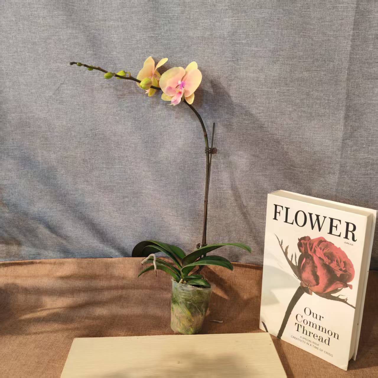 【蜜桃508大舌头】蝴蝶兰室内种植观赏送礼带花发货