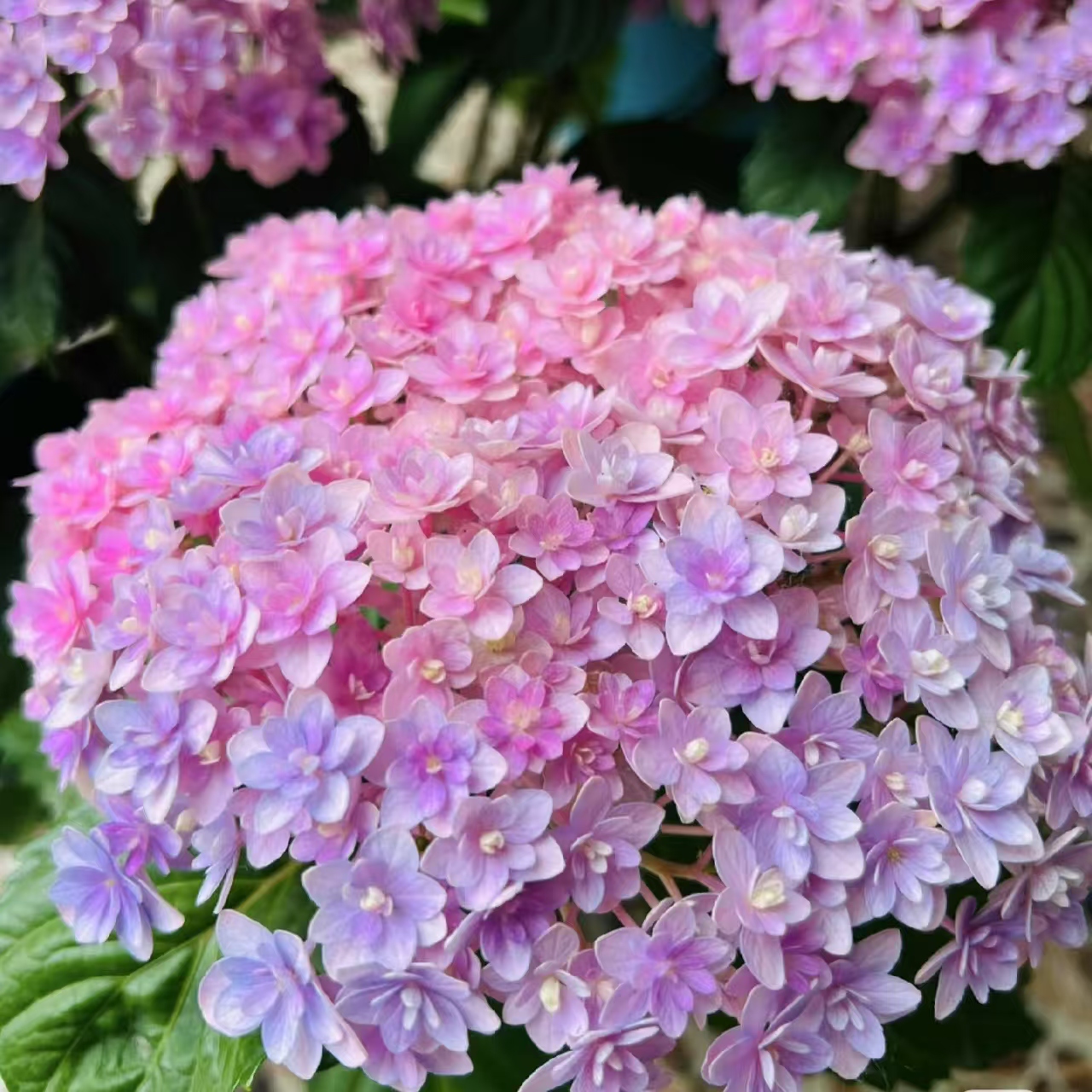 【花手鞠】重瓣绣球 易养护盆栽地栽 云南基地直发