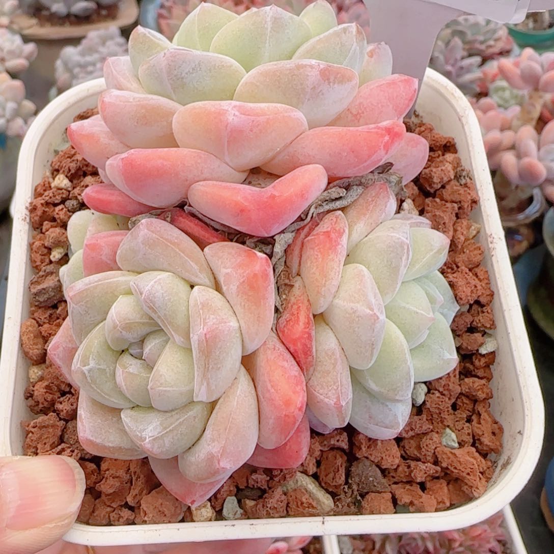 多肉植物8466………….