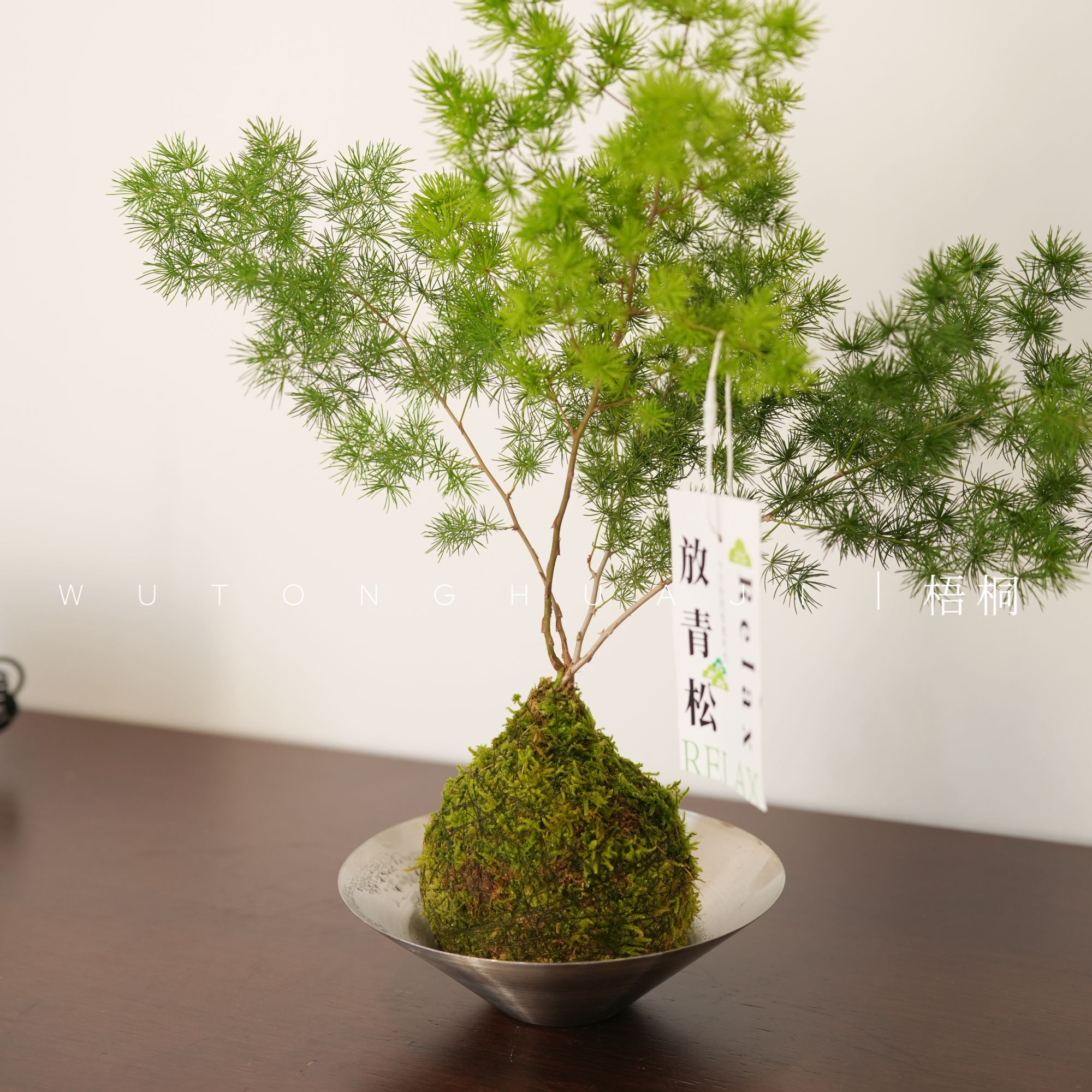 蓬莱松室内办公室超级好养绿植绿植可爱风
