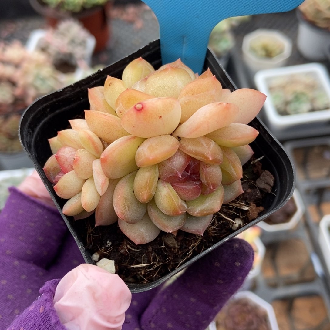 034琴心多肉植物保护