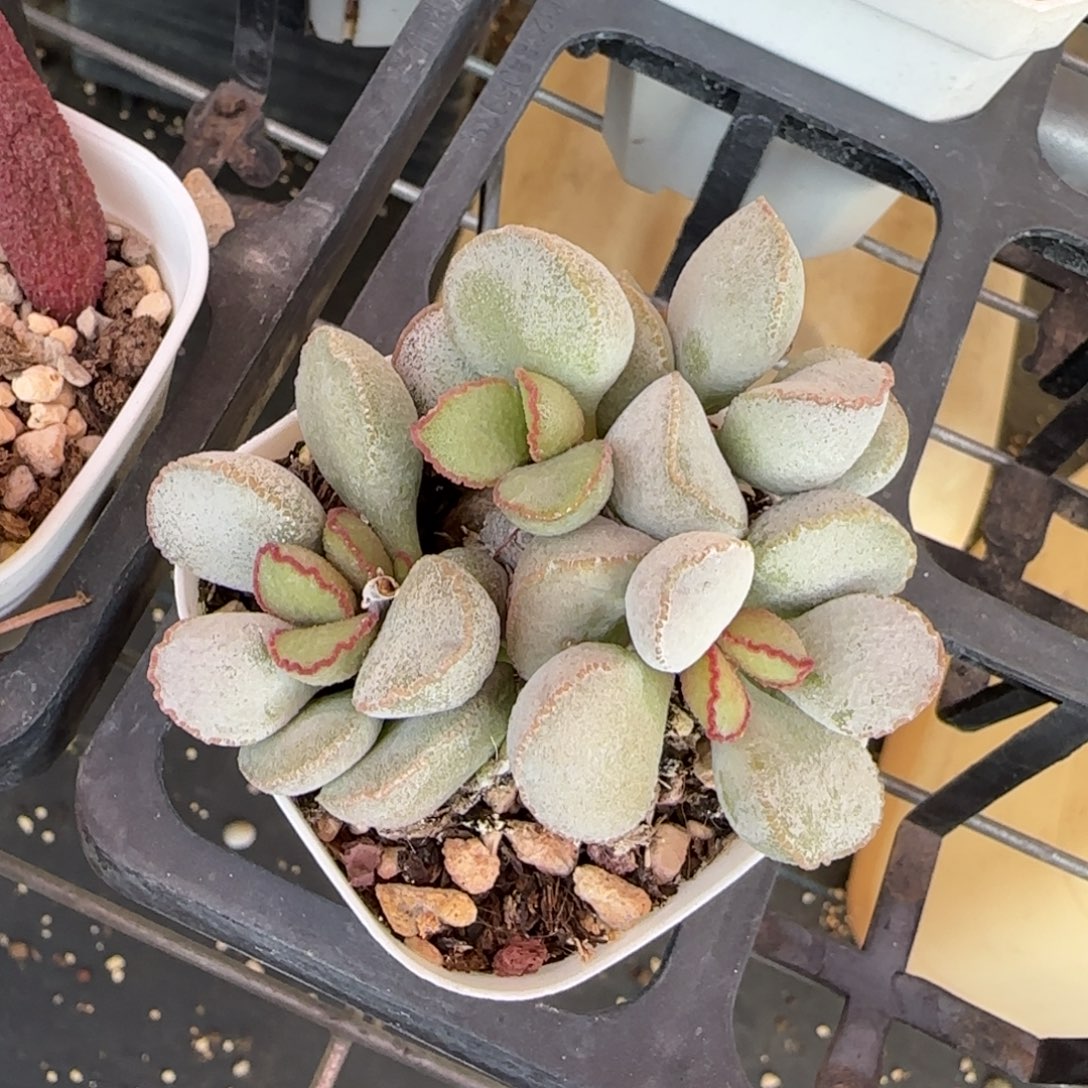 硬叶白蛋水泡多肉植物