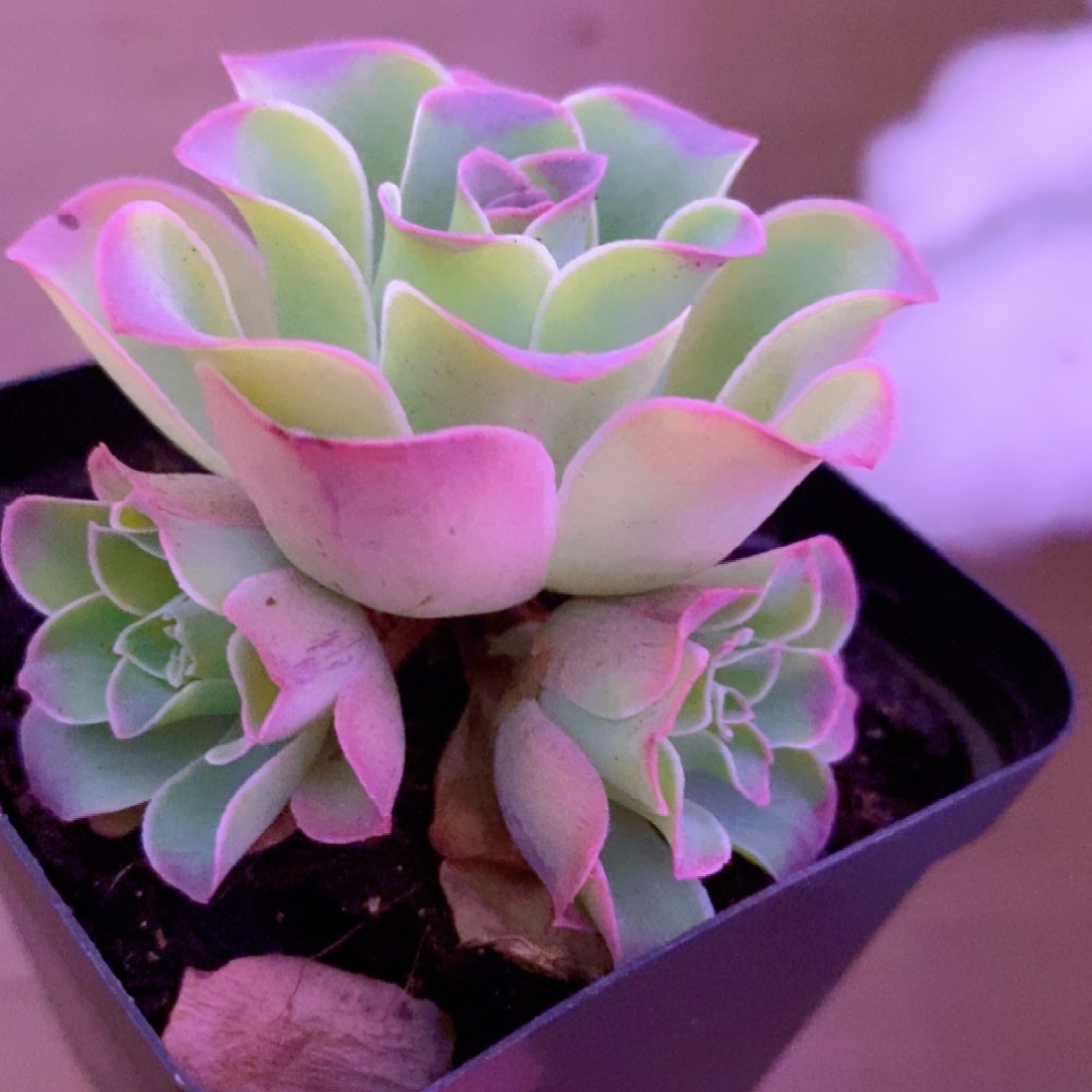 锦书大山地玫瑰福利一物一拍002