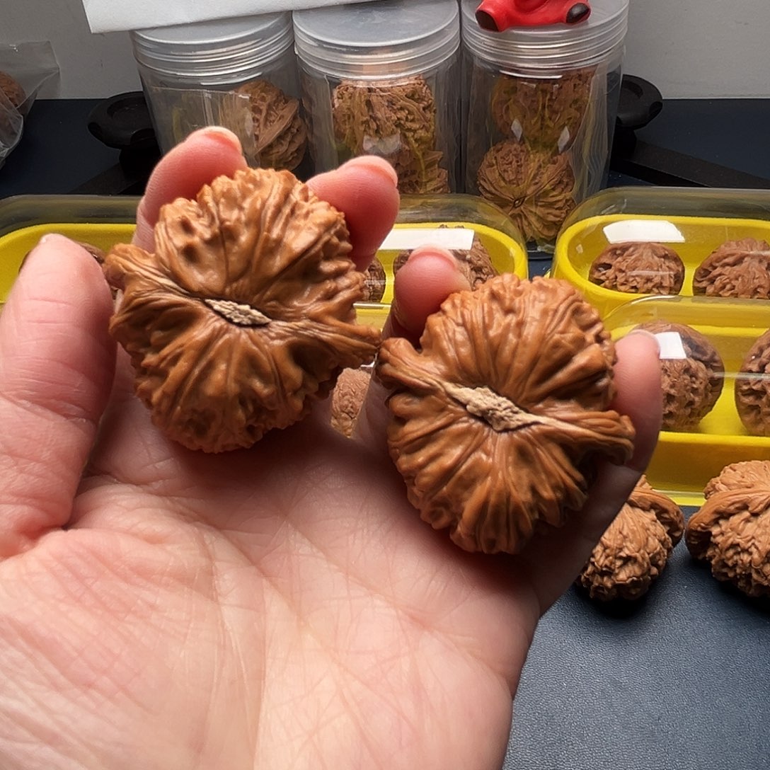 贰***月核桃42尺寸白狮子