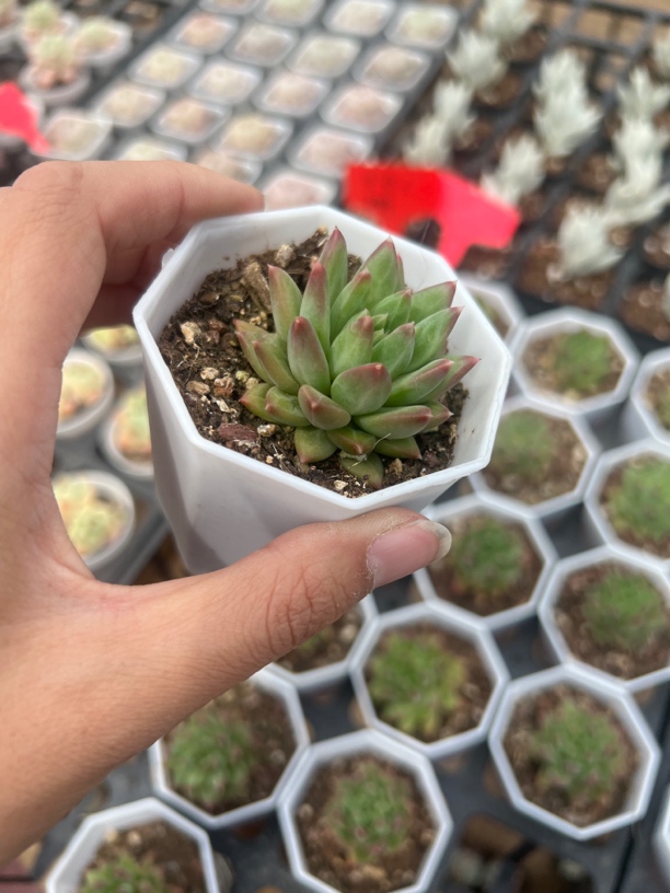 满9.9米包邮甲骨文多肉