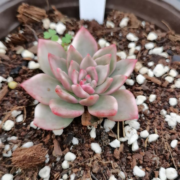 玫瑰橙白覆轮锦多肉植物