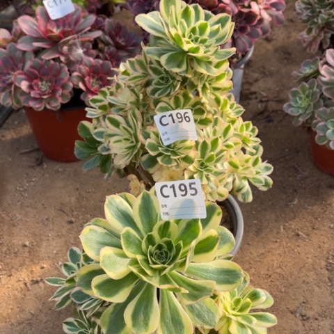 多肉植物白兰地二个