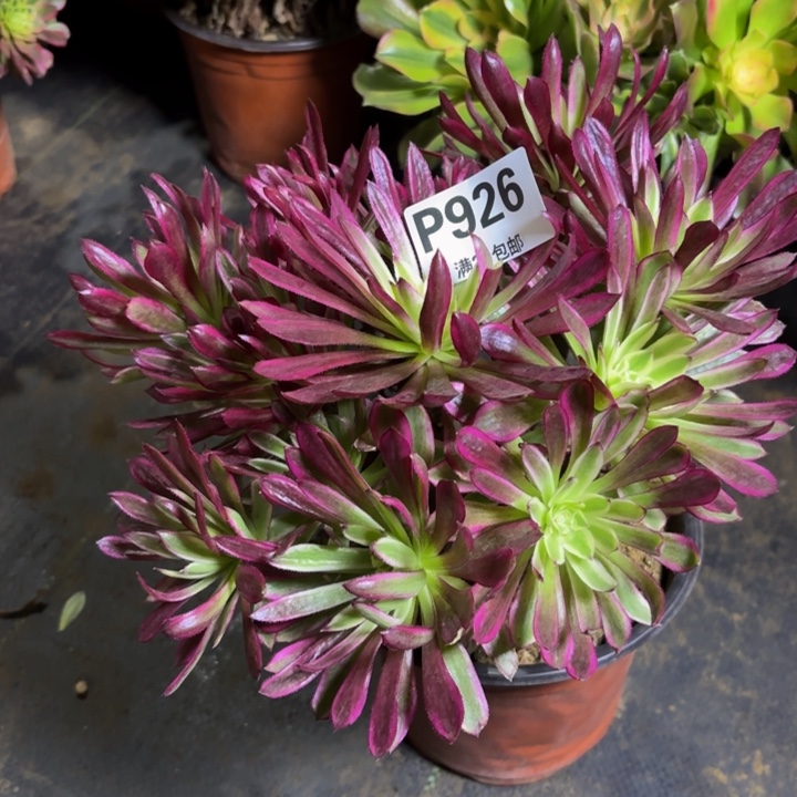 瑞妈，，，。。。926仙墨，