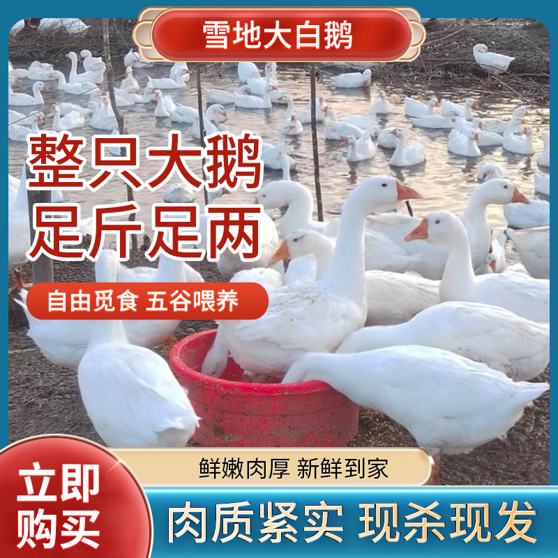 【顺丰发货】鹅整只大鹅新鲜鹅肉大白鹅散养土鹅仔鹅瘦肉多农家干净