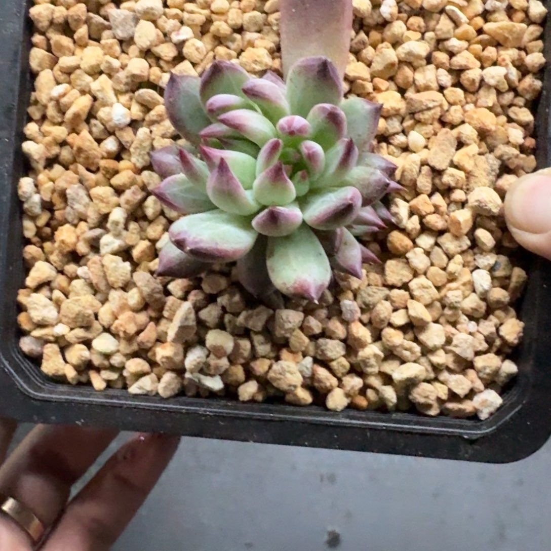 林***默紫镜 叶插 一物一拍