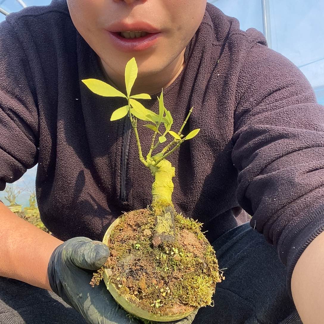 完全开放栀子花，不退不换