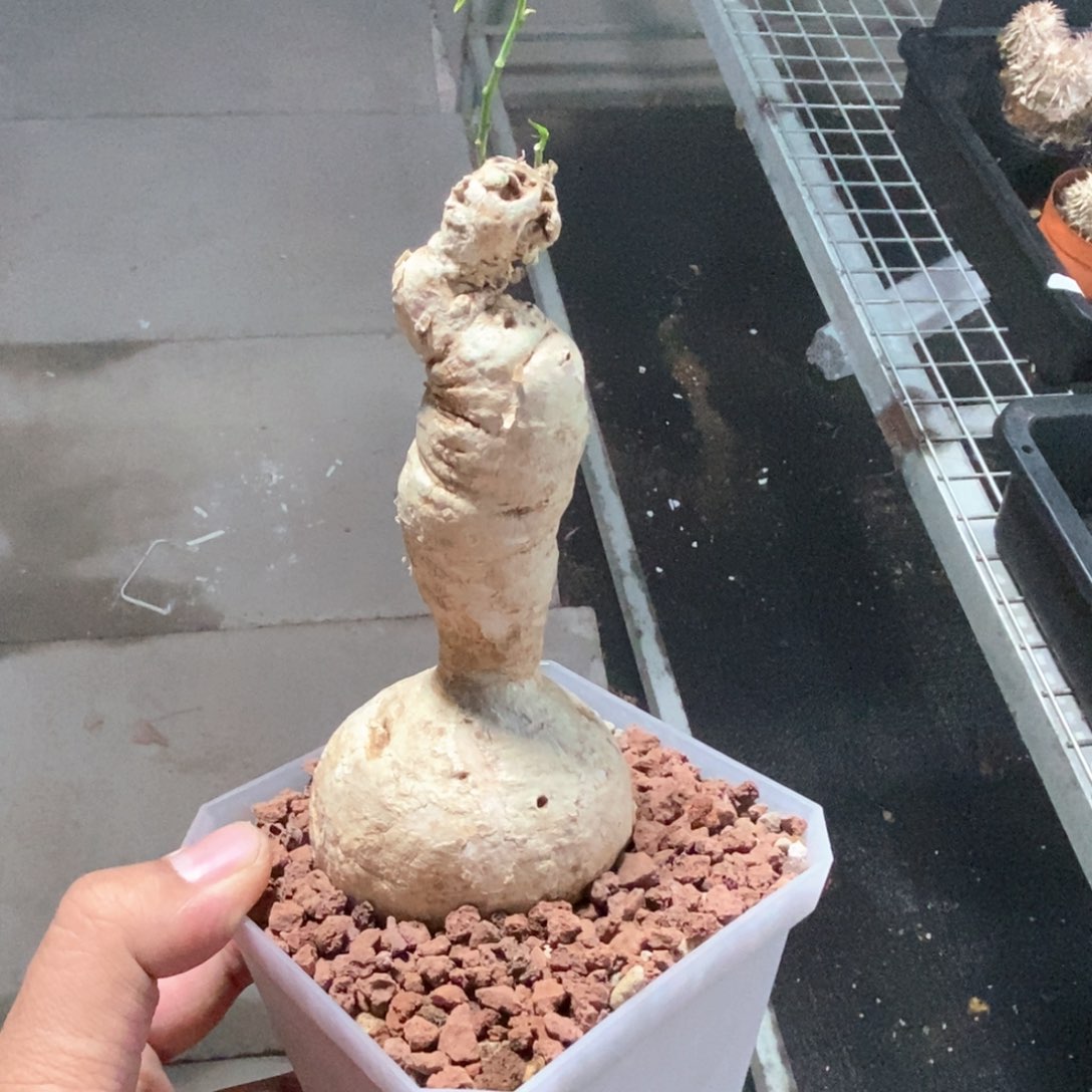 白皮西番莲多肉植物