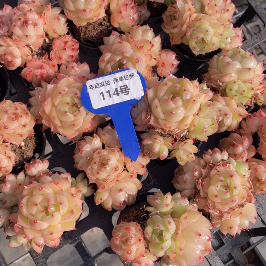 114号凤凰火麦秆群生一个