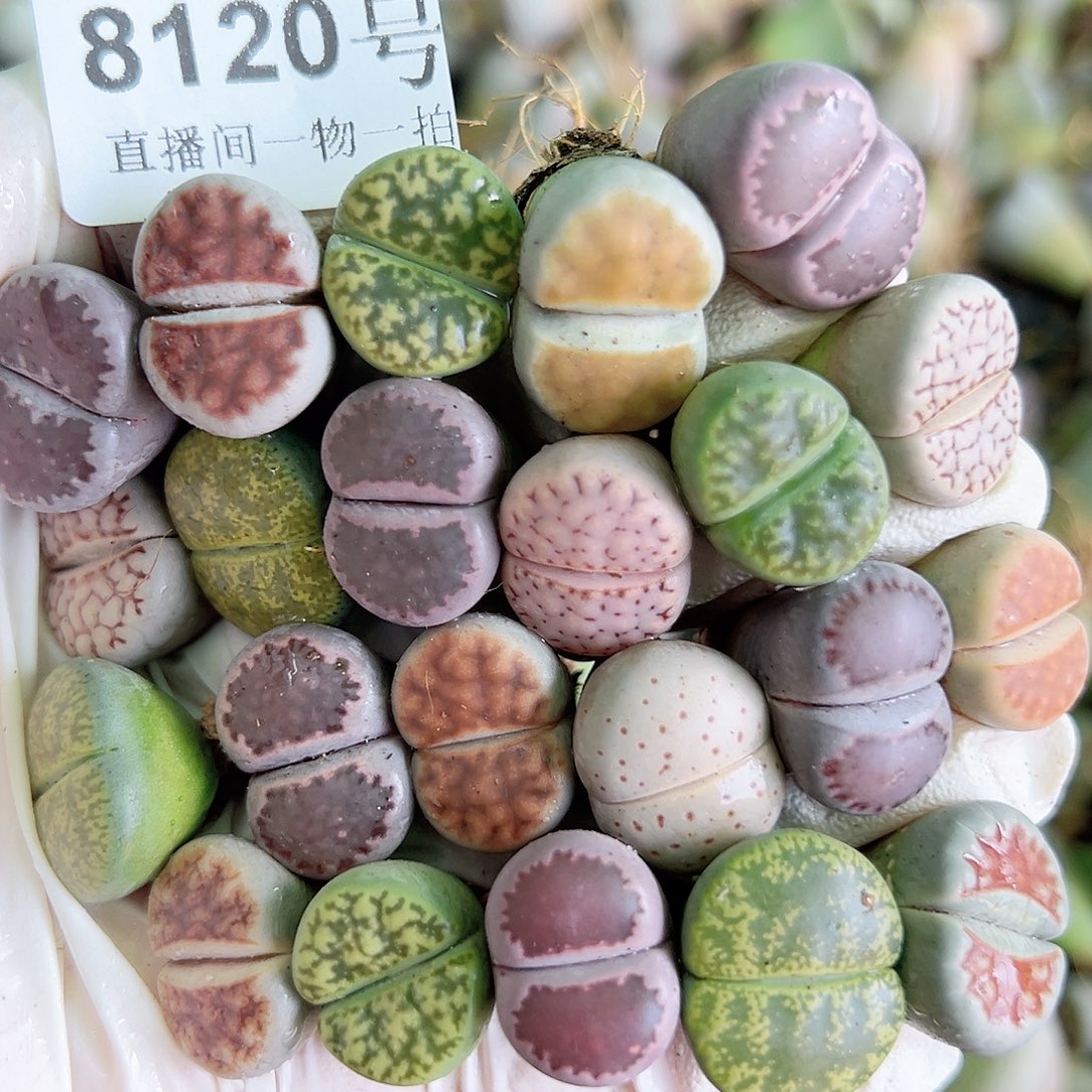 8120 好养易活生石花大母本22个1.5cm左右下播福利