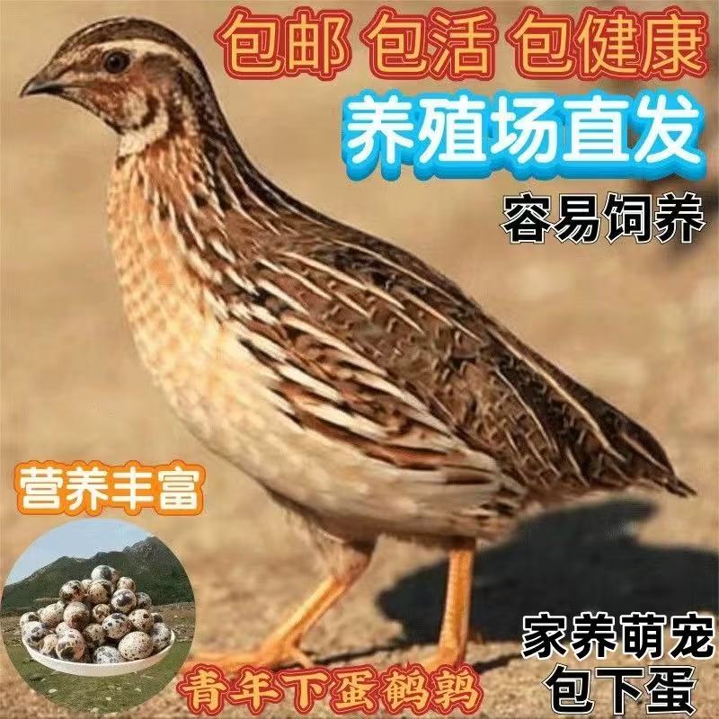 鹌鹑活苗天天下蛋繁殖鹌鹑活物家养小鸡苗阳台可养宠物鹌鹑鸡活体