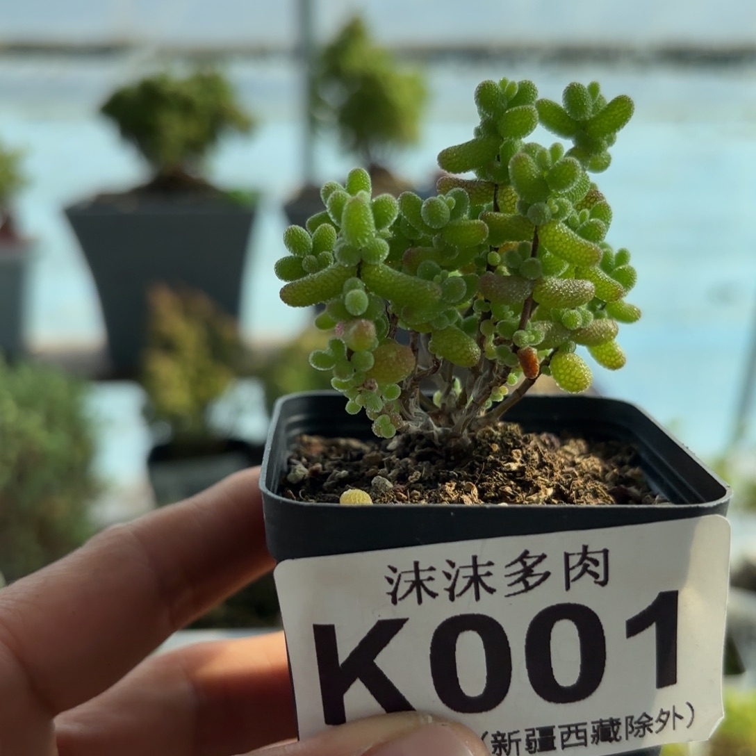 旺***呀001金桔枝干福利哦