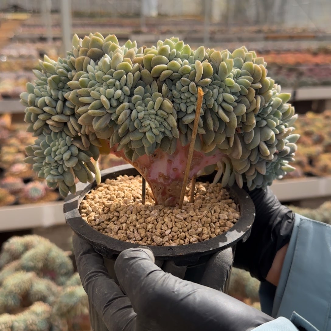 六***月39。       冰橙缀多肉