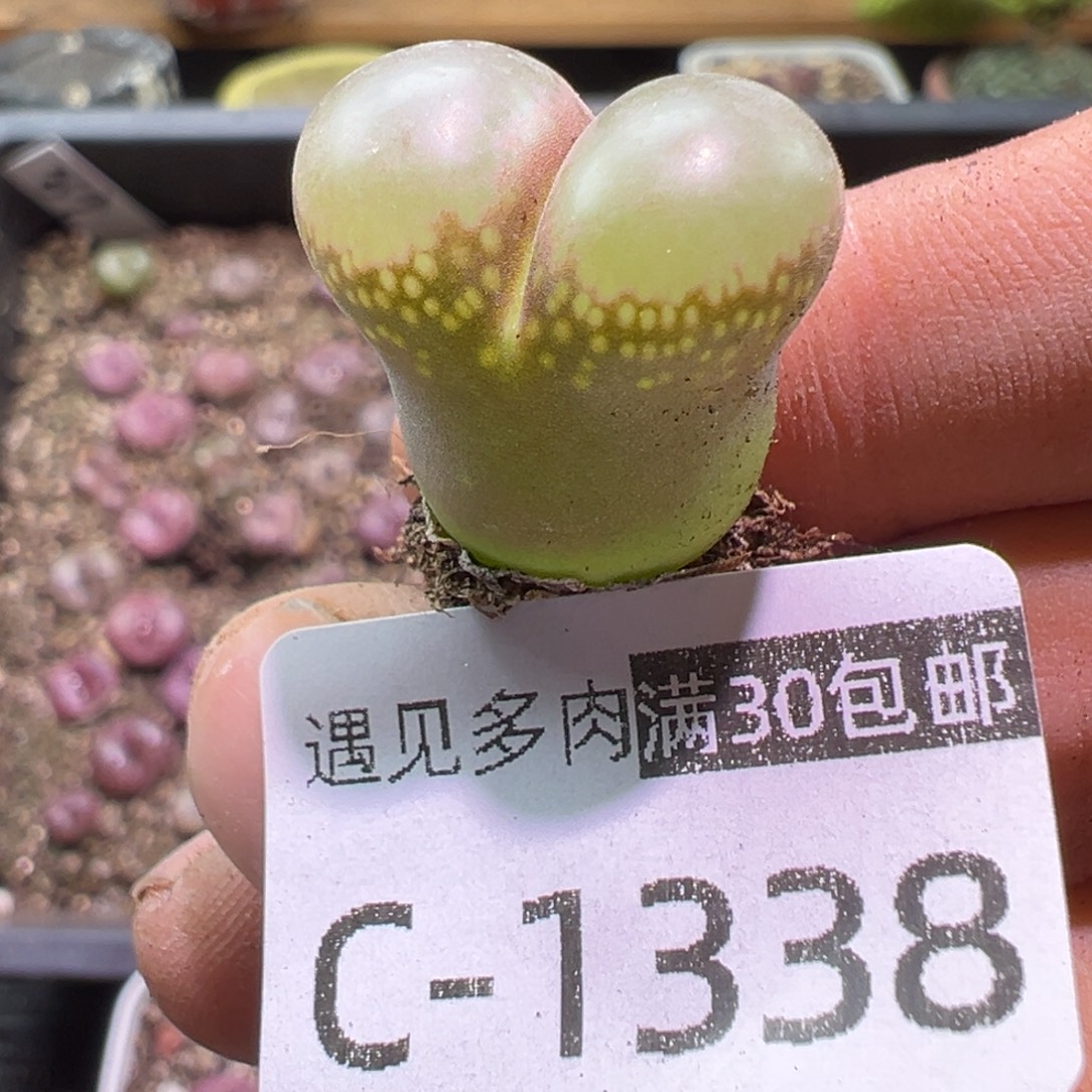 多肉植物11111111111