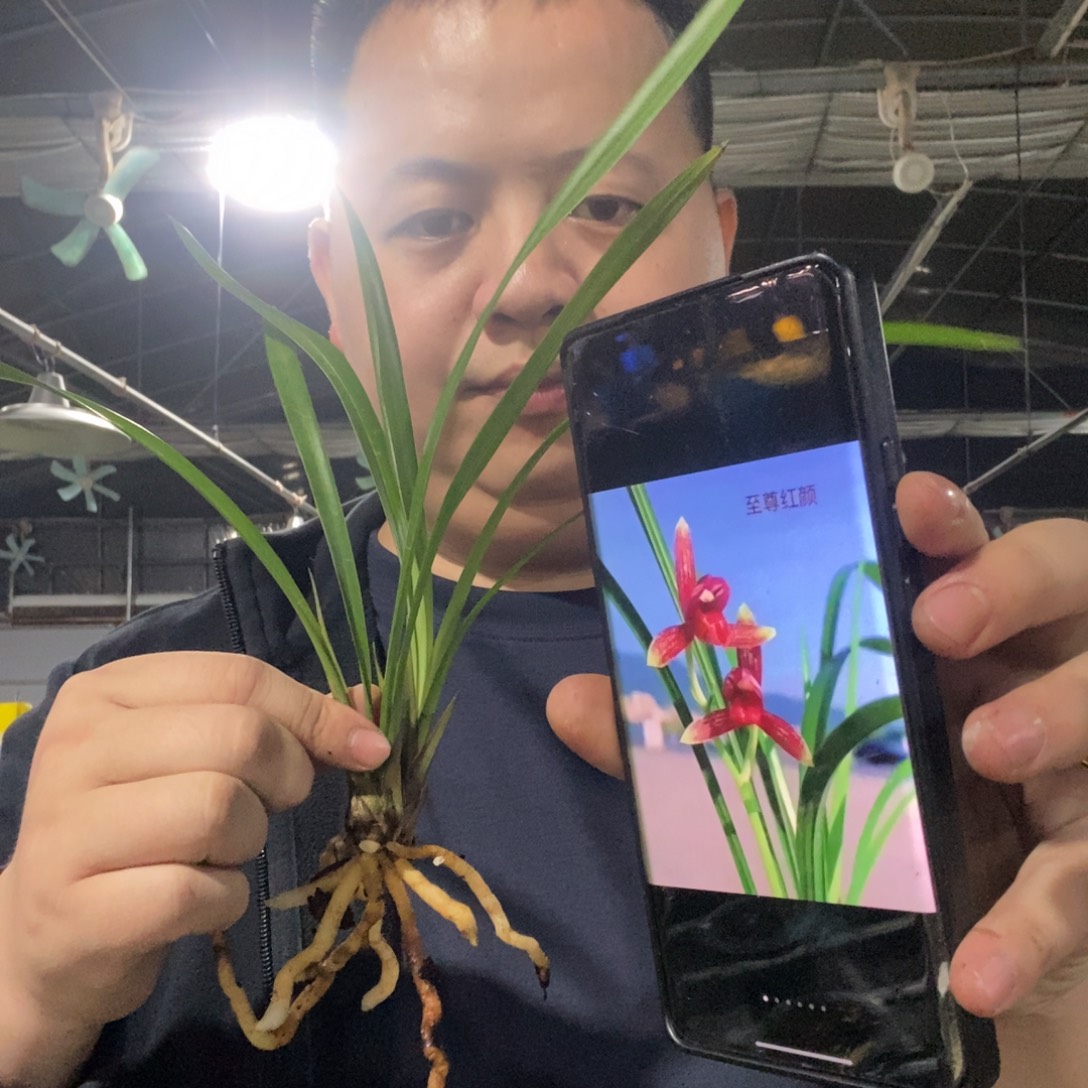 当前无花栽培后可以开花至尊红颜