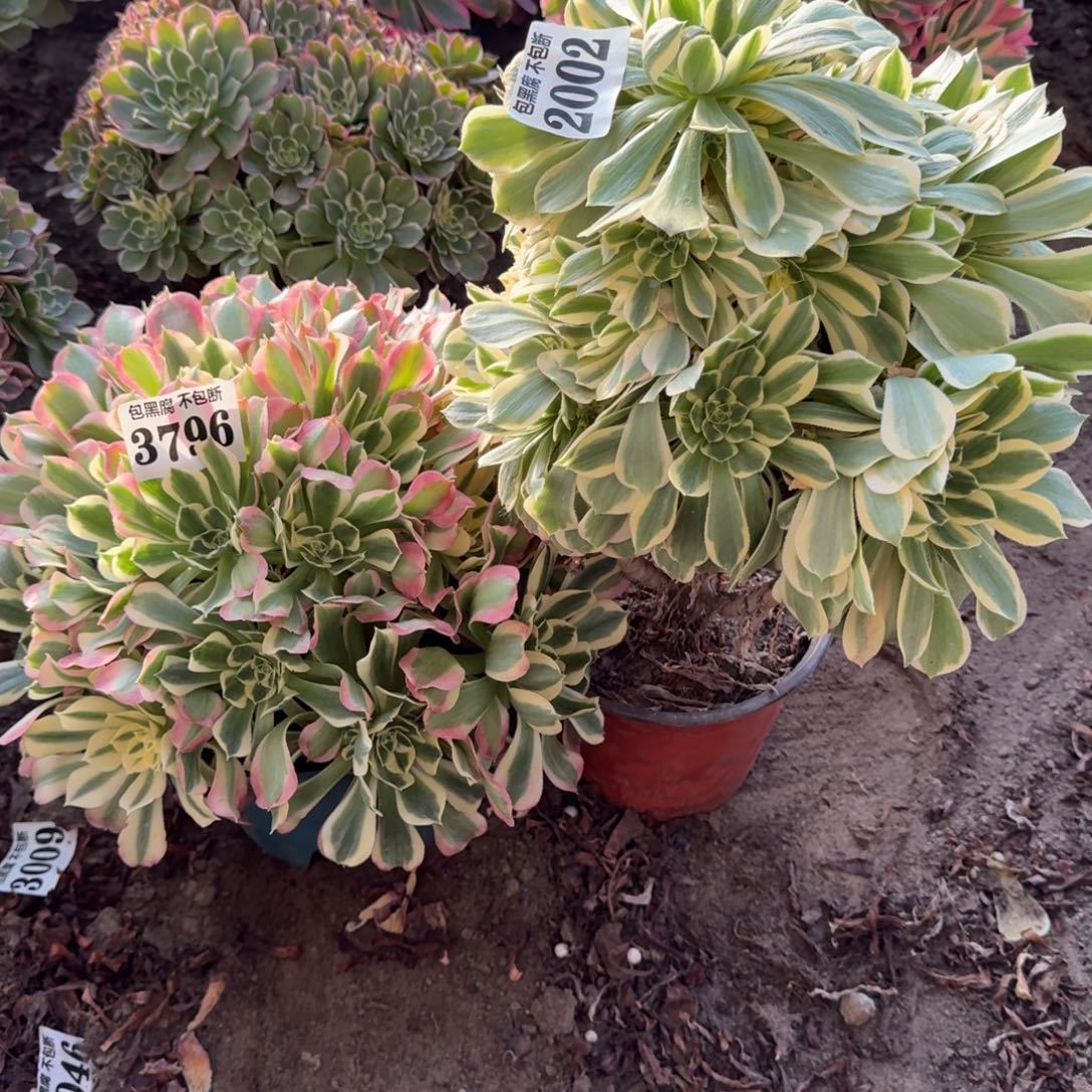 白凤 彦宁2002 18-10