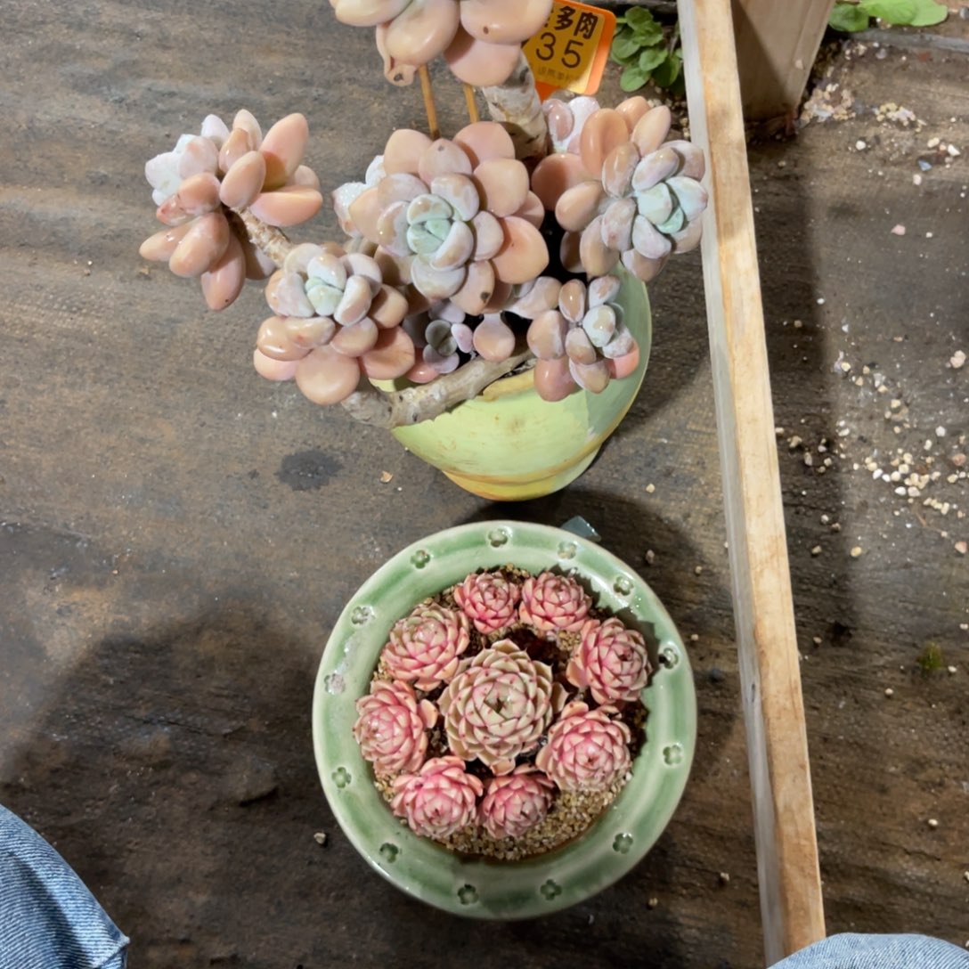 乐***蛙云尘多肉一物一拍不含盆935