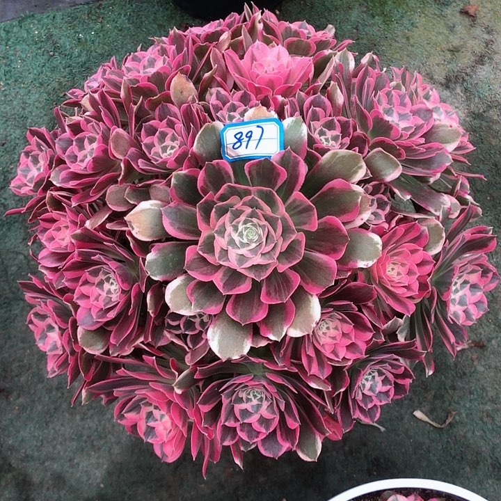 897曼荼罗多肉法师