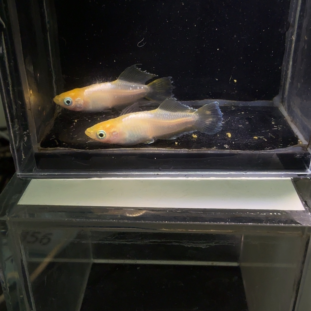 青鳉鱼一物一拍856