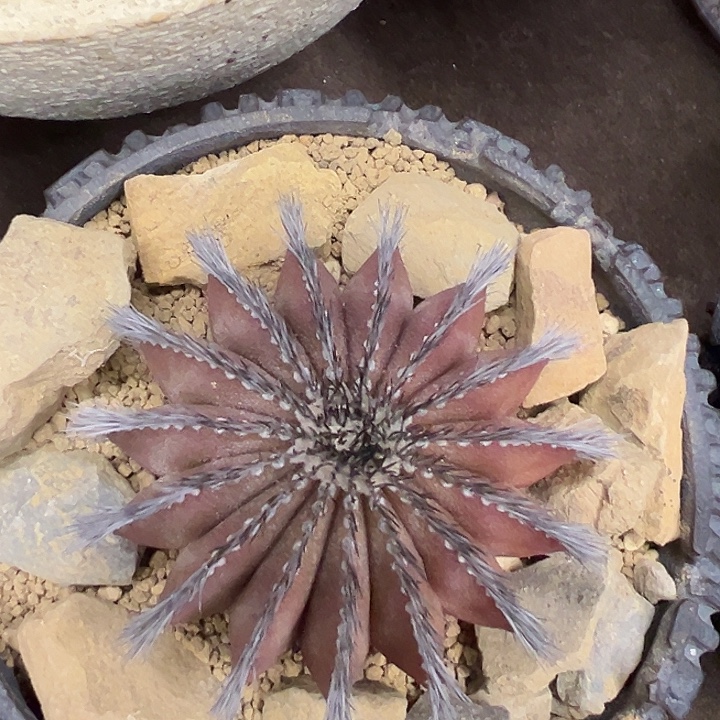 无花朵实生尤博带蜡