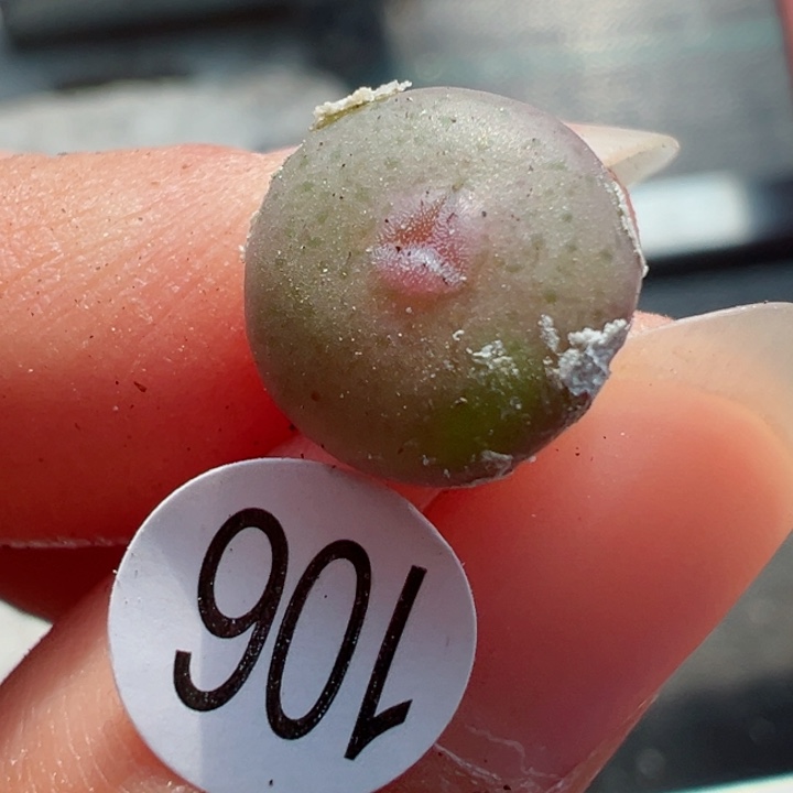 106号111111111111111