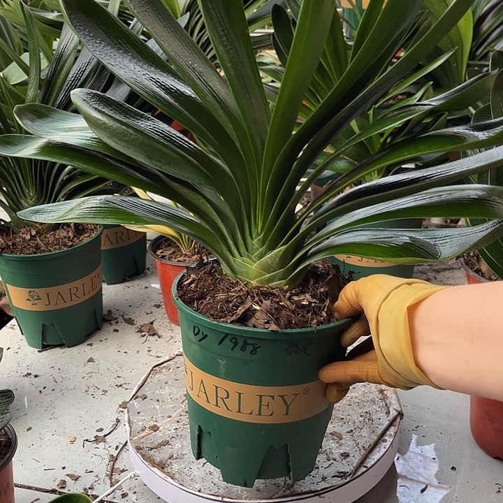 完全开放以后开花