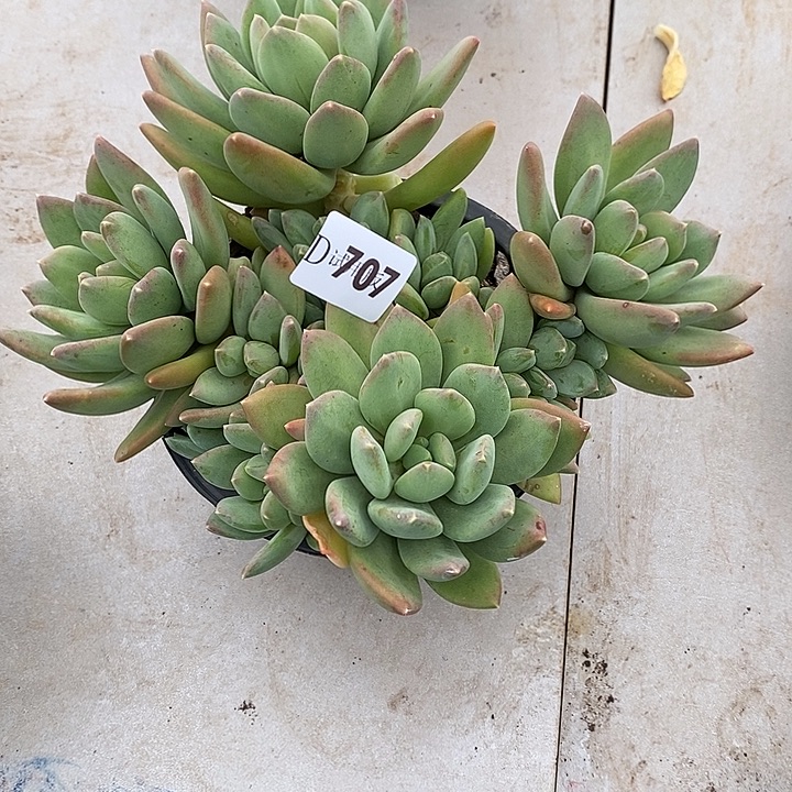 固***馆707海洋之星多肉植物