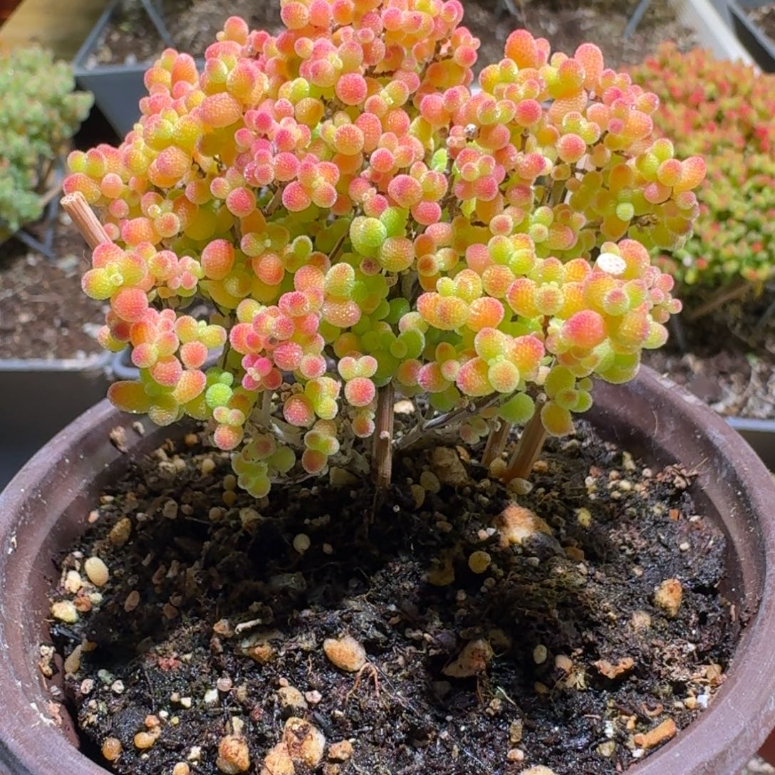 蜜橘糖球枝干番杏184