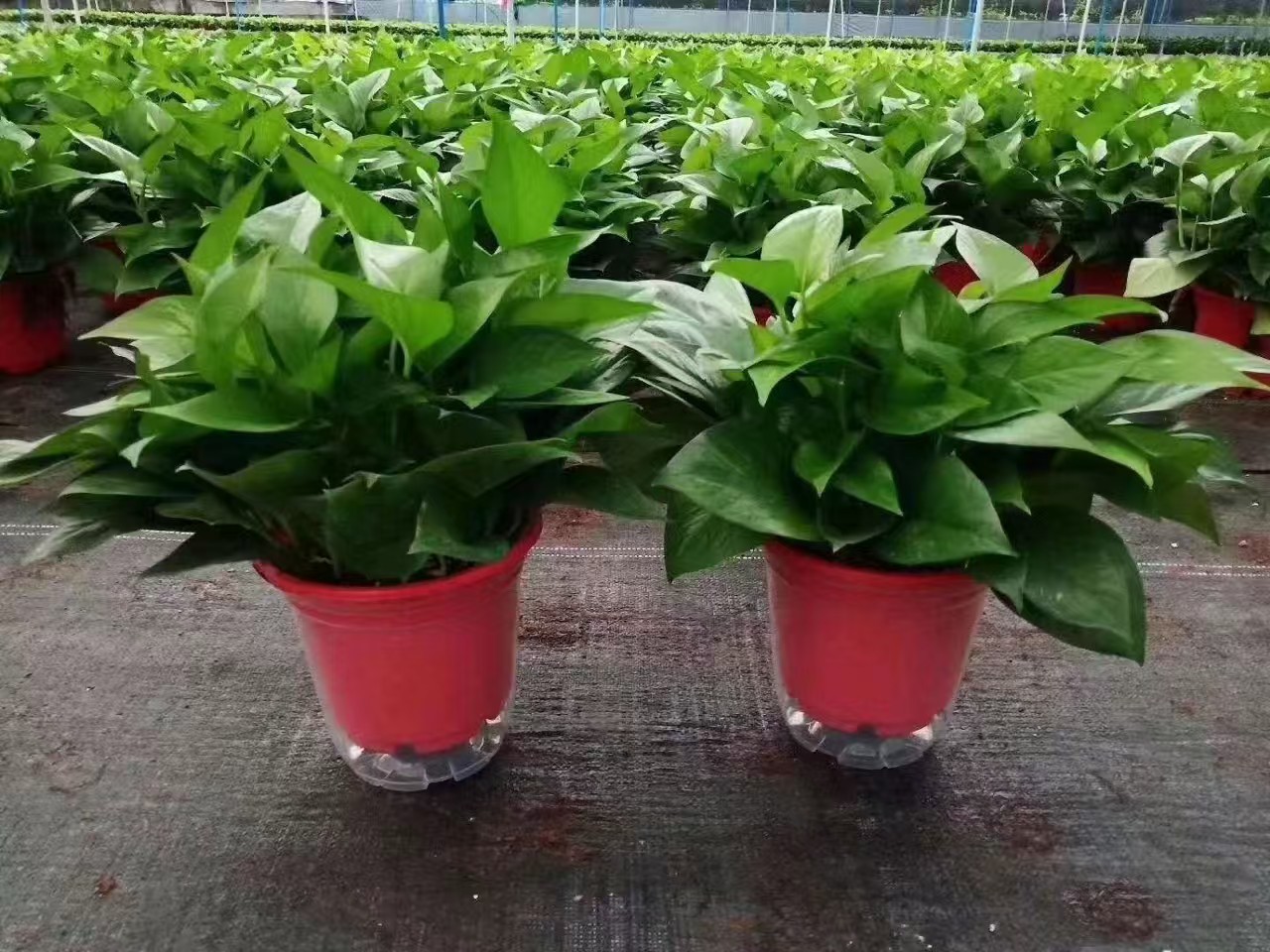 180绿萝一盆 好养好看