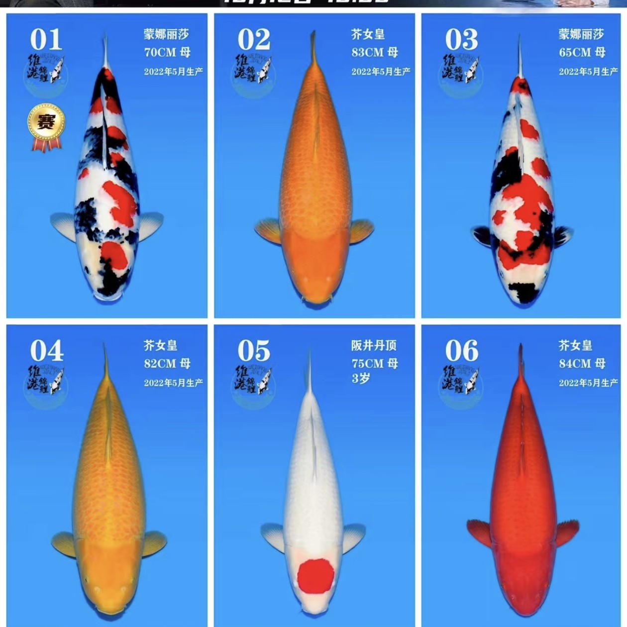 锦鲤观赏鱼昭和绯写阪井鱼不包邮