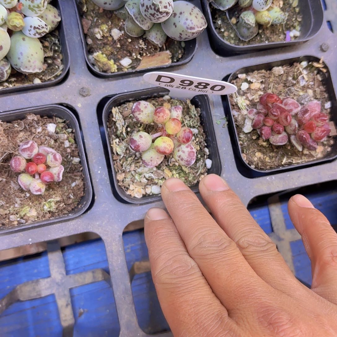 D980鼓吹一物一拍