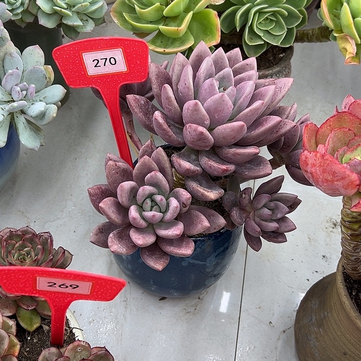 夏***菡桃花缘多肉植物提取270