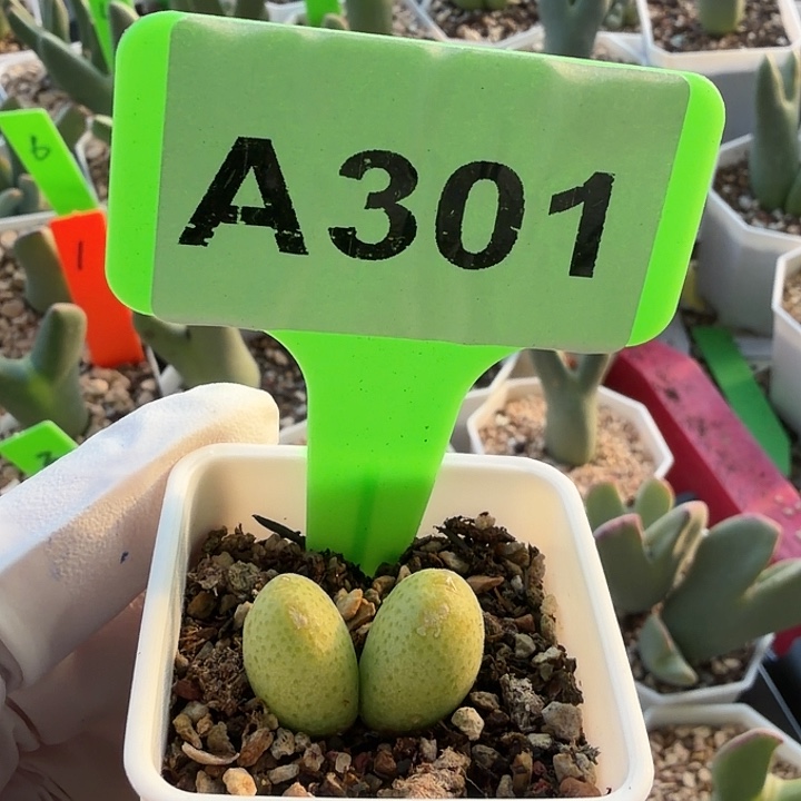 ****妍301mmmmnmmnnmmmmmmk